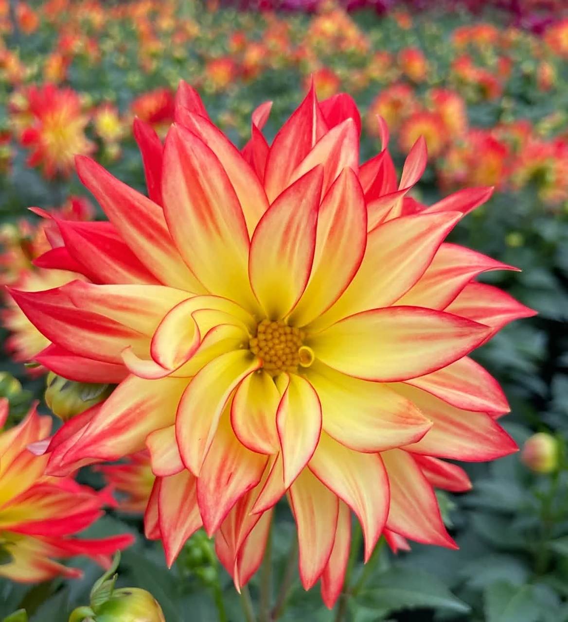 七彩大丽花,绚丽多彩.