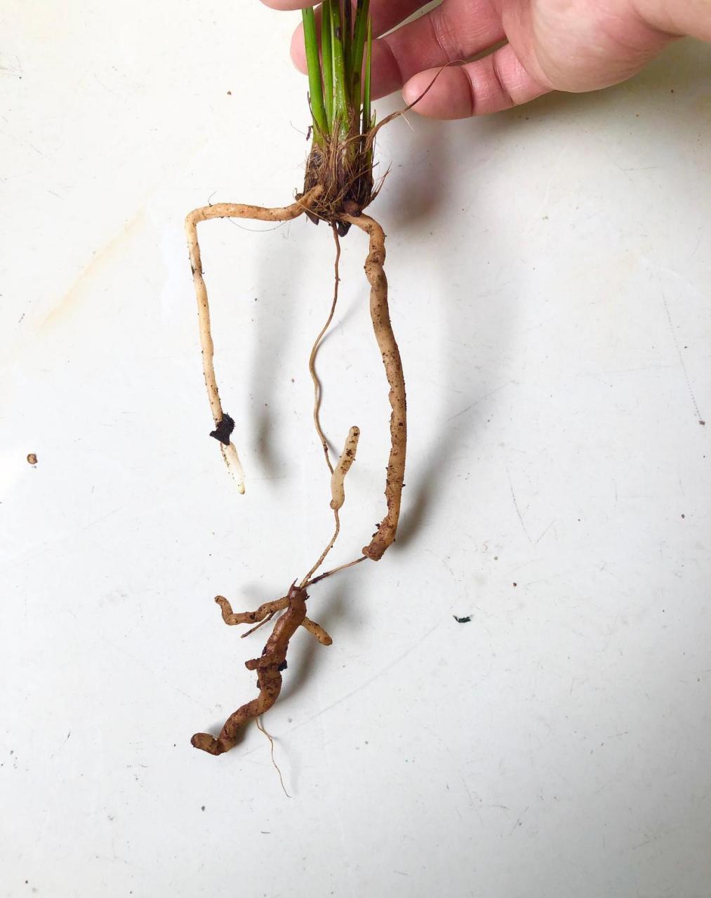 兰根腐烂后,剩下最里面的中心柱可以不用剪,尤其是