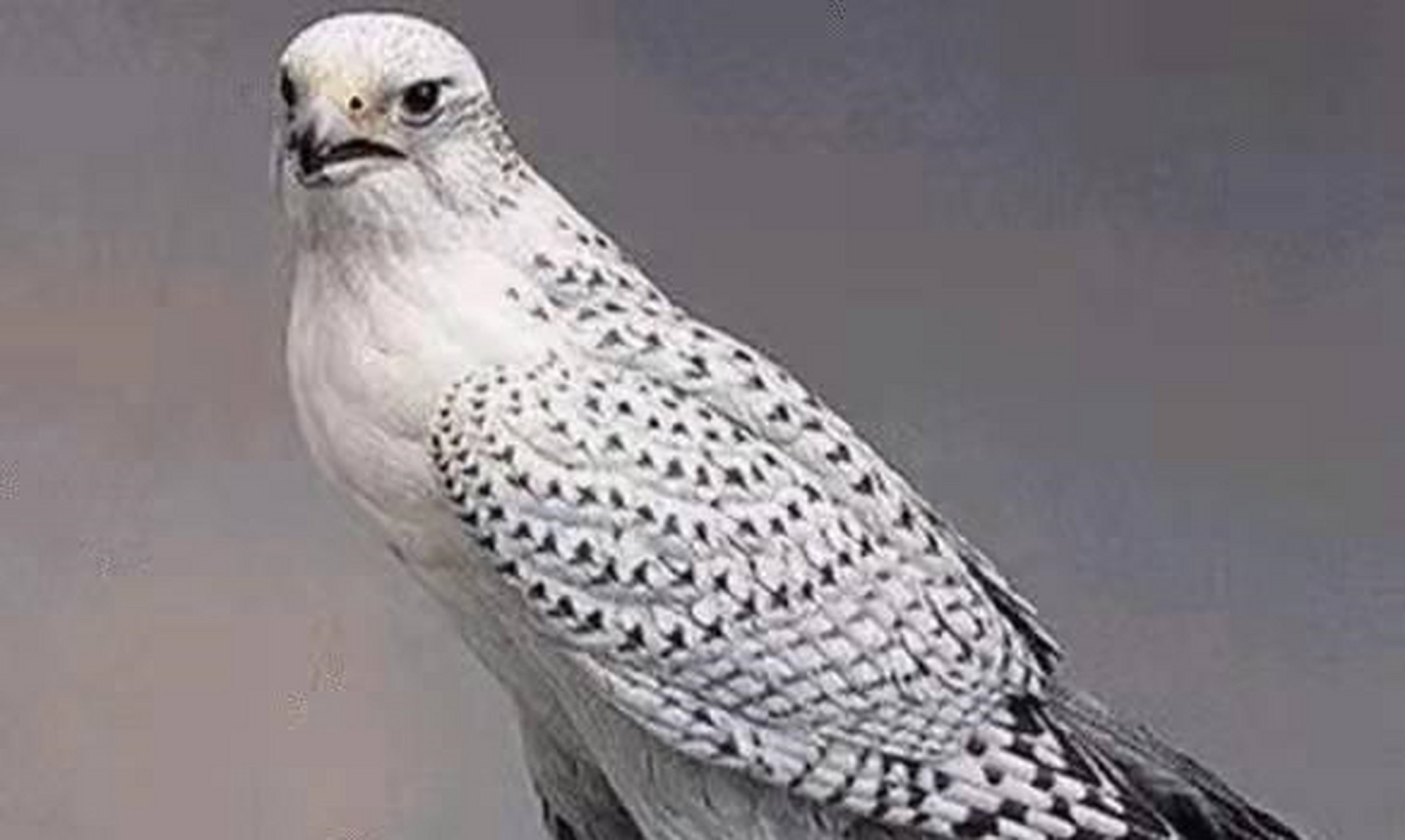 还有一个东西叫海东青是一种鸟,它的体型比鹰还要小,但飞的比鹰还快