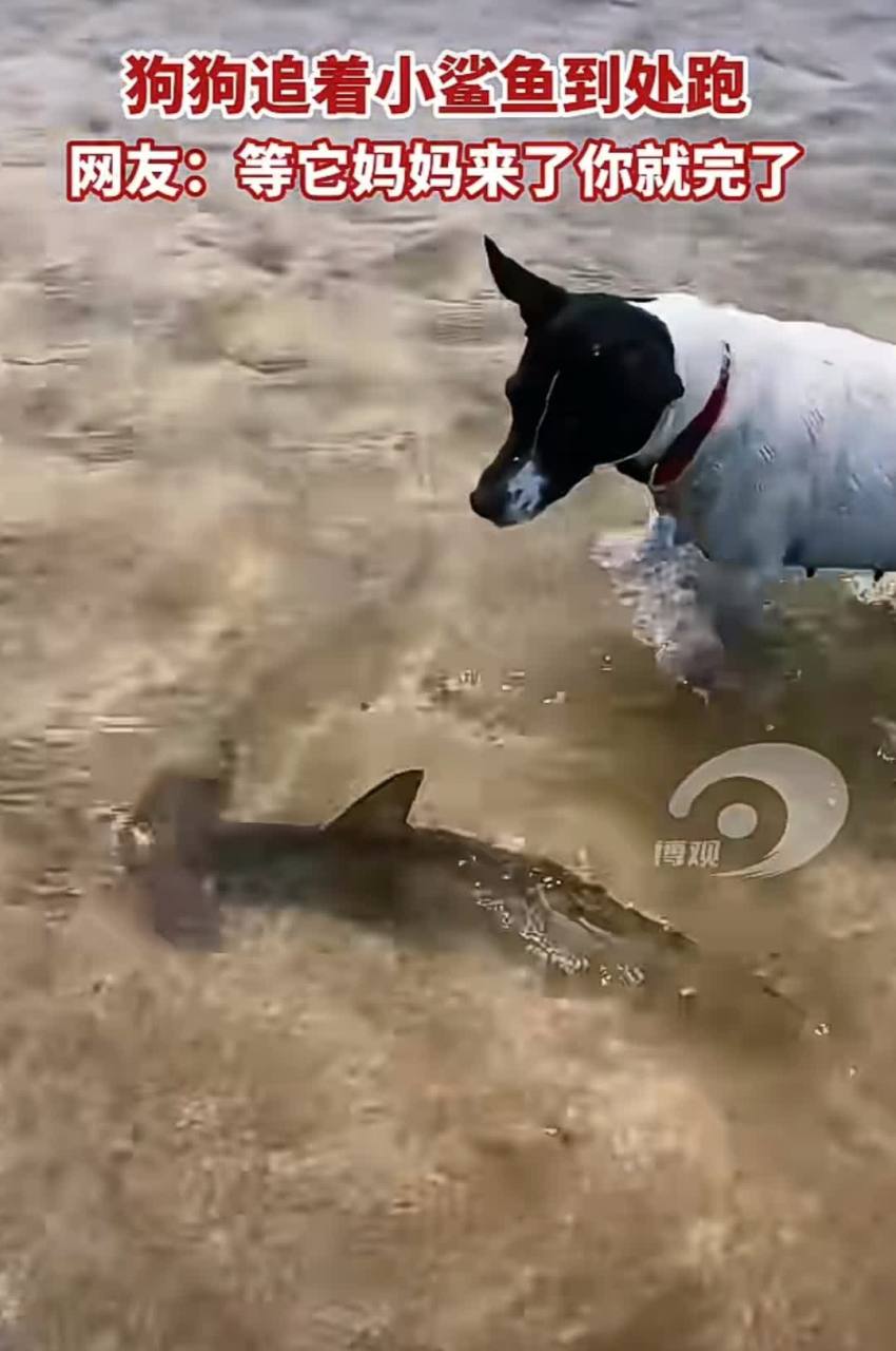 还在等什么#奇闻趣事##狗狗#[微笑]