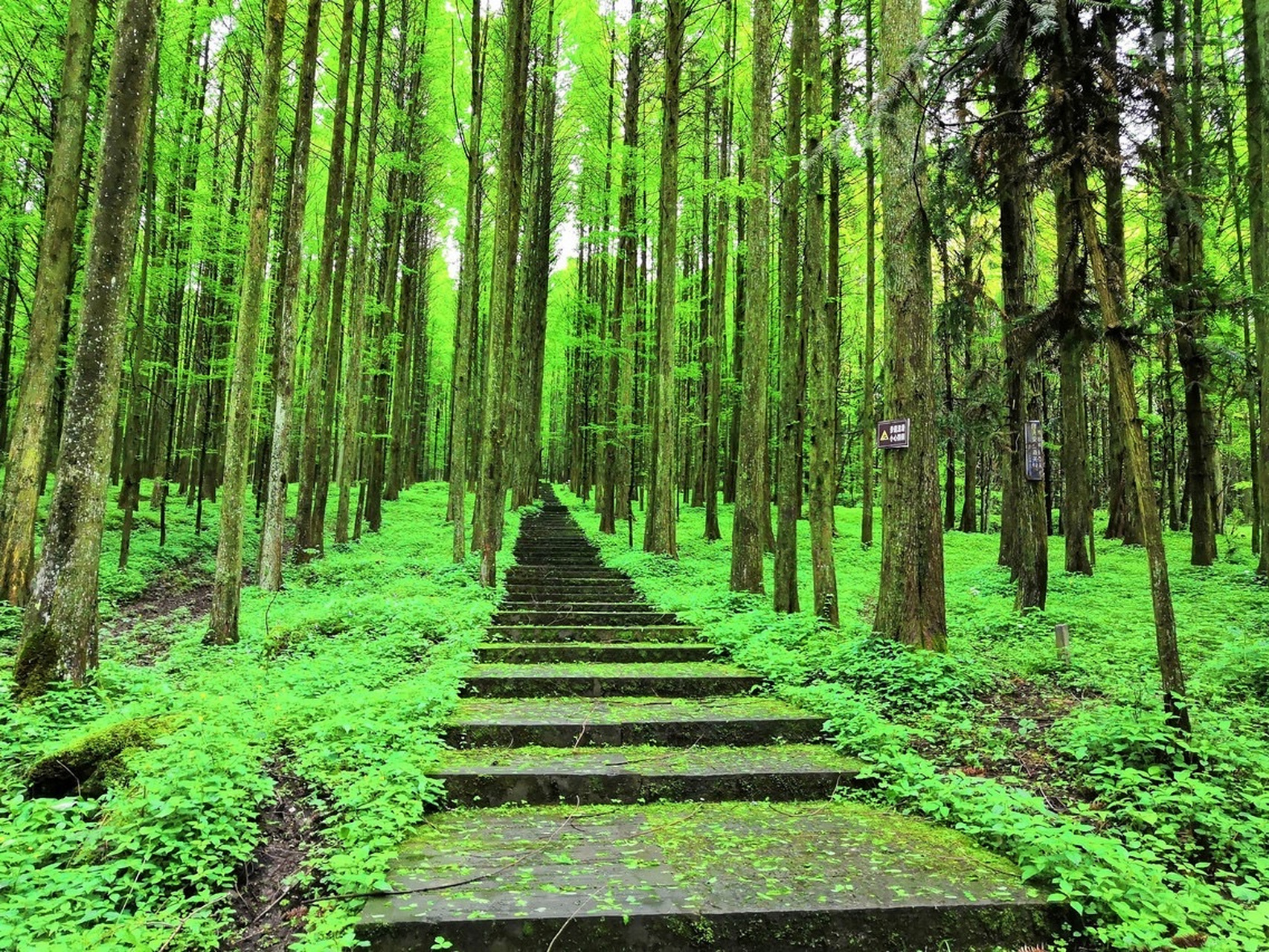 武陵山森林公园,重庆版暮光森林,犹如波涛阵阵,遮天蔽日的森林,大片的