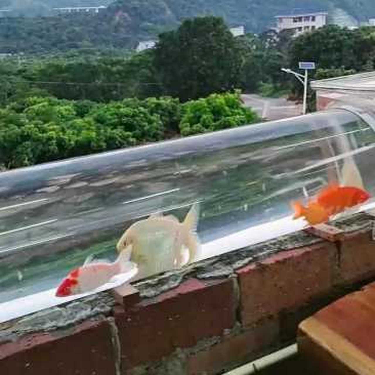 这是我见过最有趣的阳台没有之一,在阳台上布置水管养鱼,这是什么人才