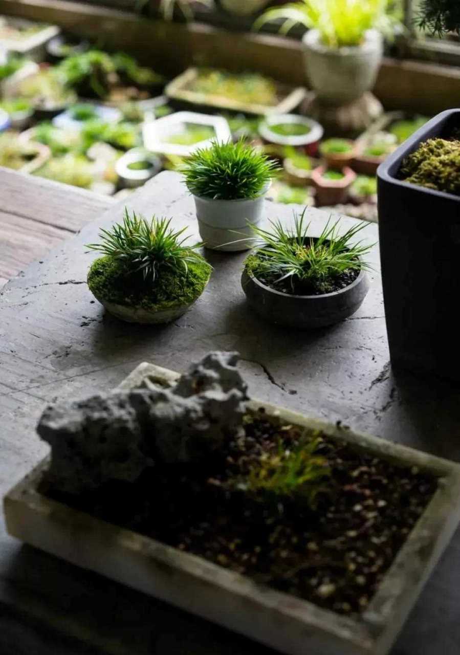 菖蒲盆景佳作案头欣赏  菖蒲叶丛翠绿,端庄秀丽,具有香气,适宜水景