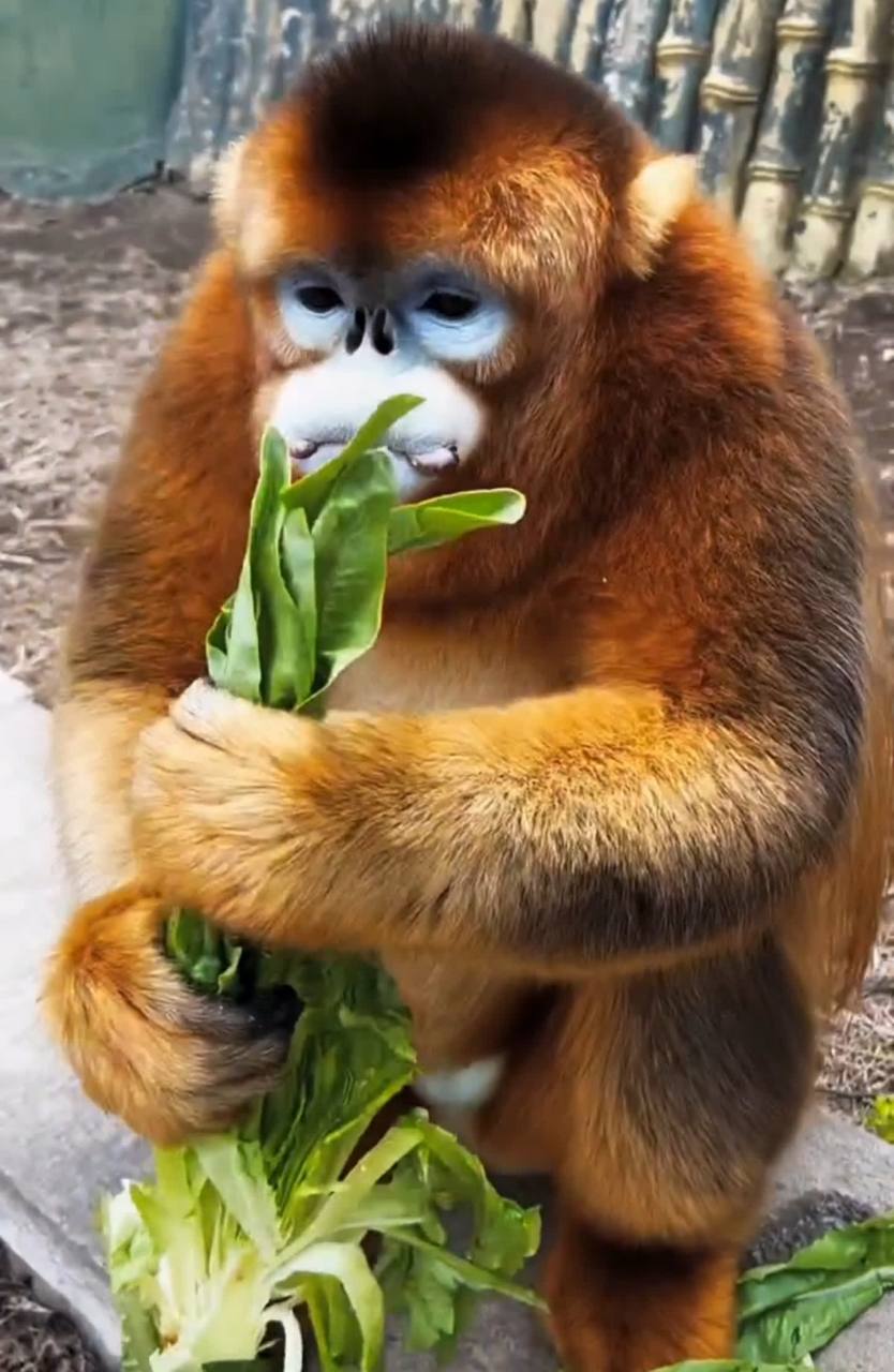 它属于那种独特品种,嘴角上的东西其实是一种猴子专属的"微笑装置".