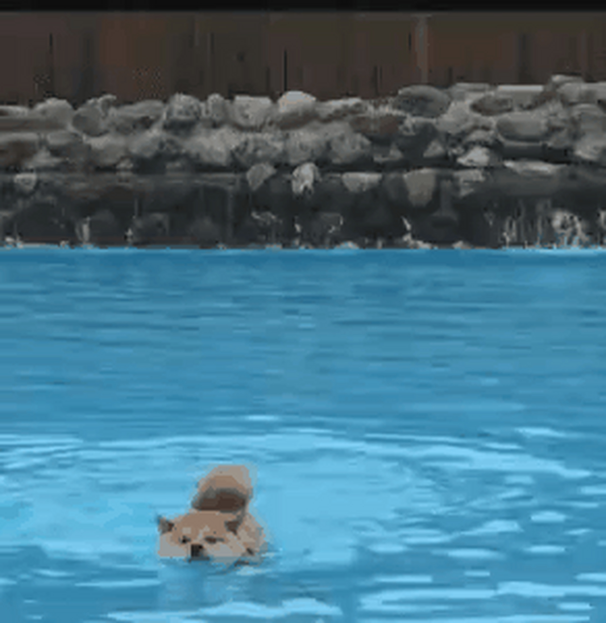 狗刨式游泳的真·狗教学,哈哈哈这小动作也是没sei了!