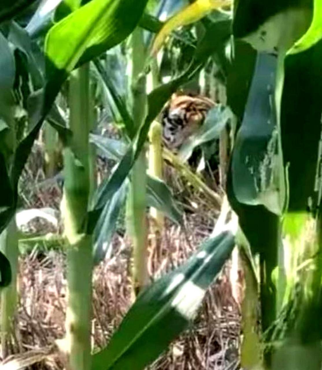 当我在玉米地遇到老虎时,我应该采取什么行动?