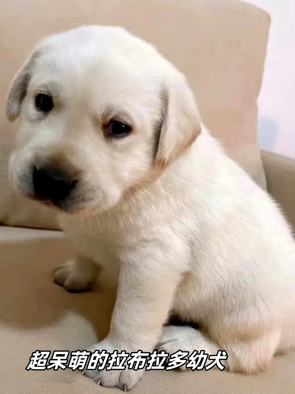 超呆萌的拉布拉多幼犬  狗狗性格开朗活泼,十分可爱.