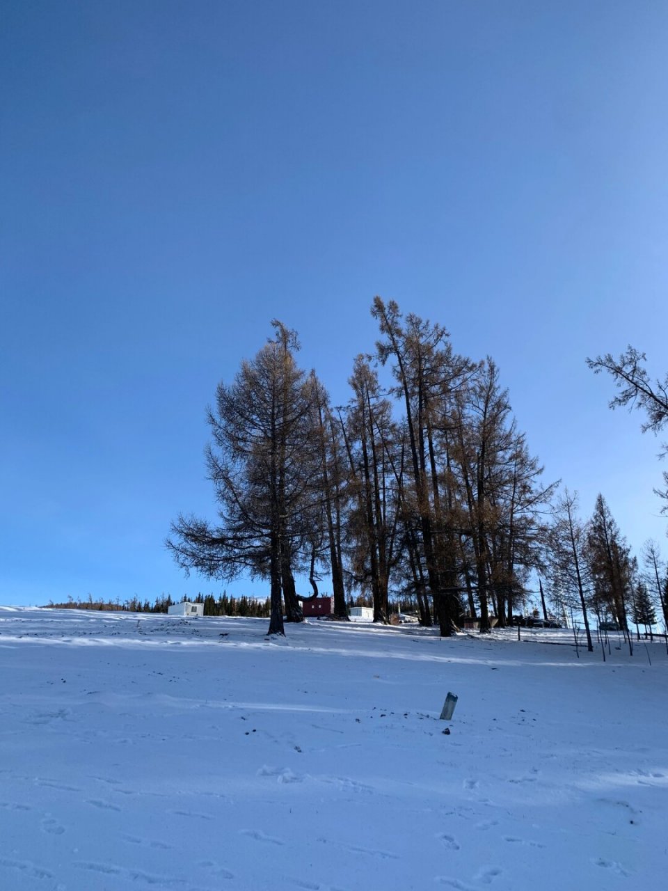 新疆雪景图图片