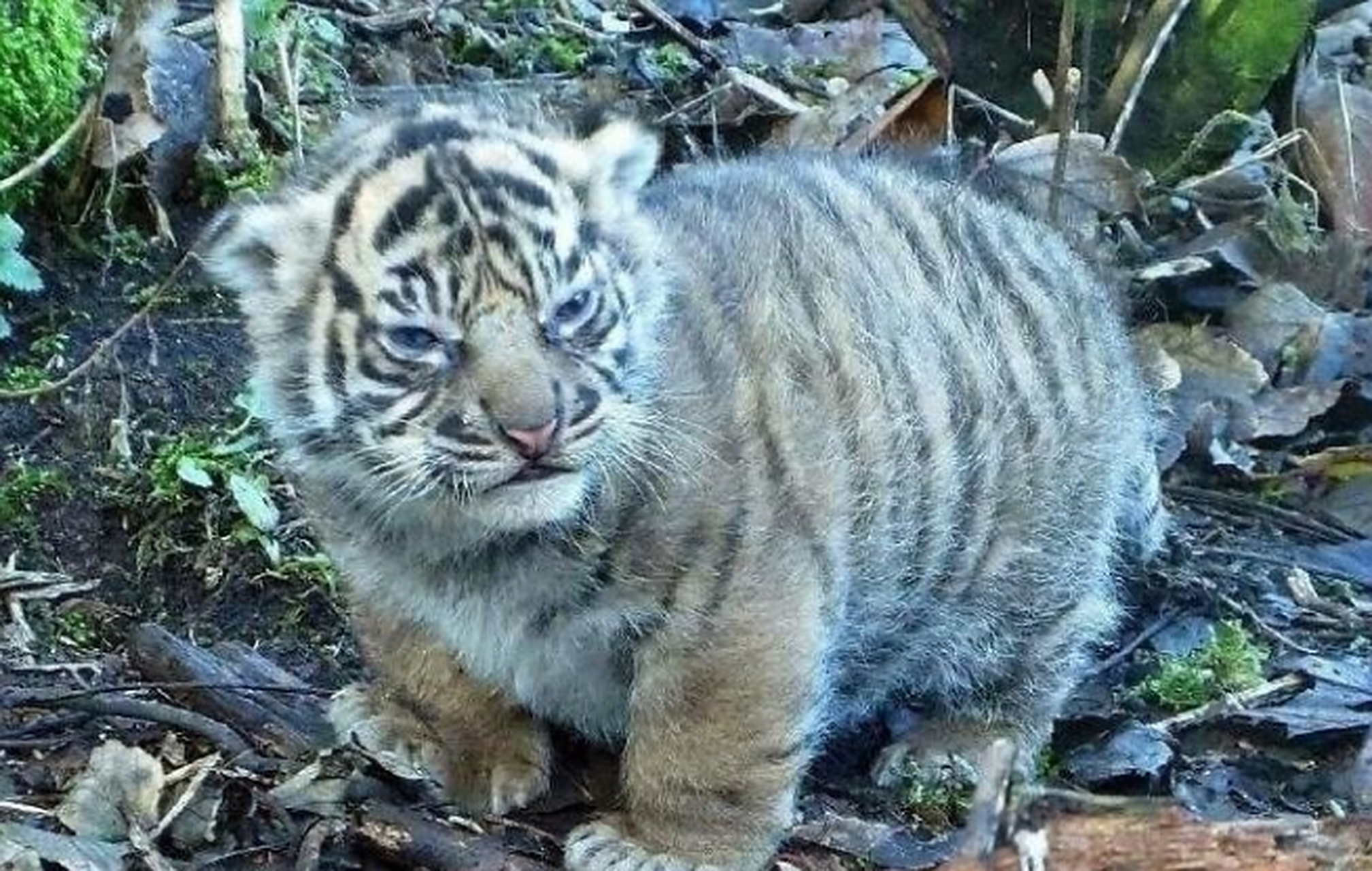 这只胖胖小老虎!还奶凶奶凶的