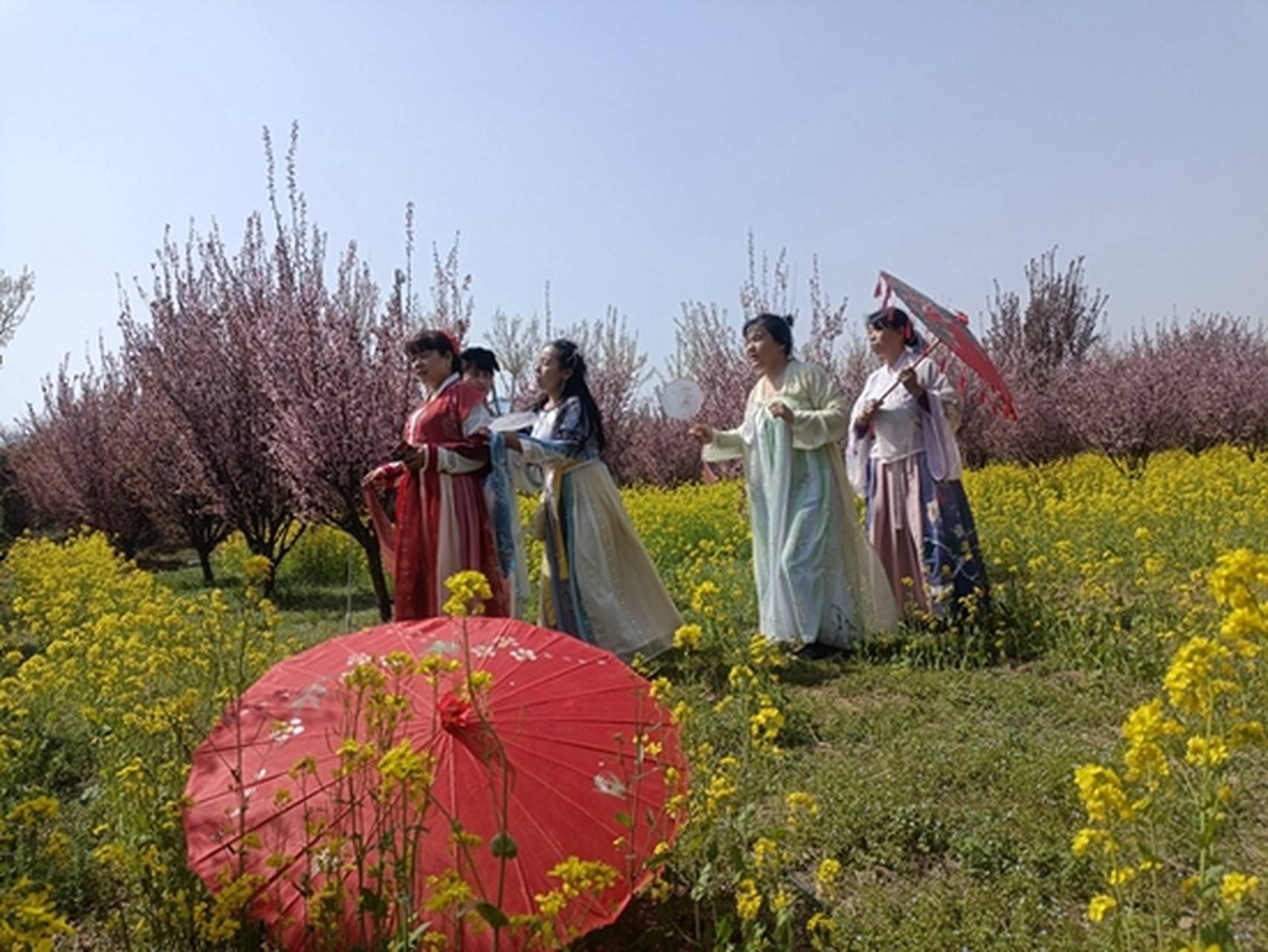 荥阳新沟千亩花海景区等你踏青寻芳 海棠随风飘,桃花显妖娆,油菜