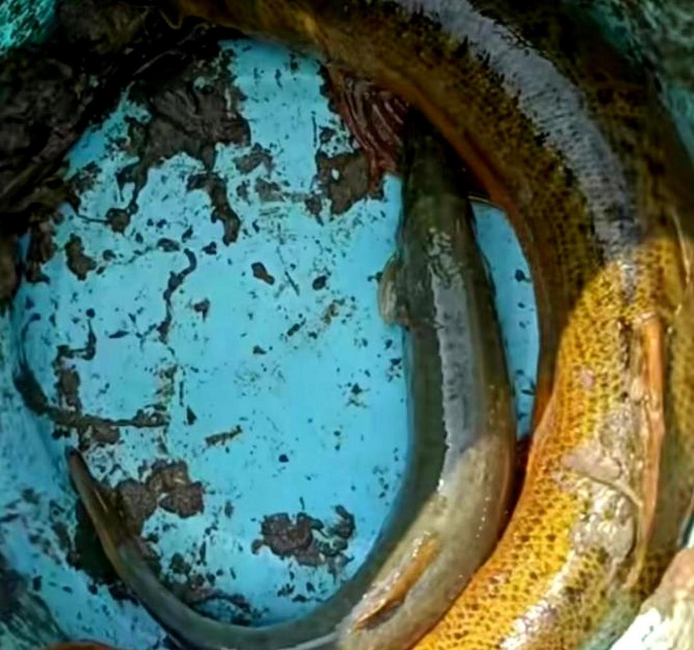 我见过的泥鳅是目前为止最大的,它看起来像一条鱼.