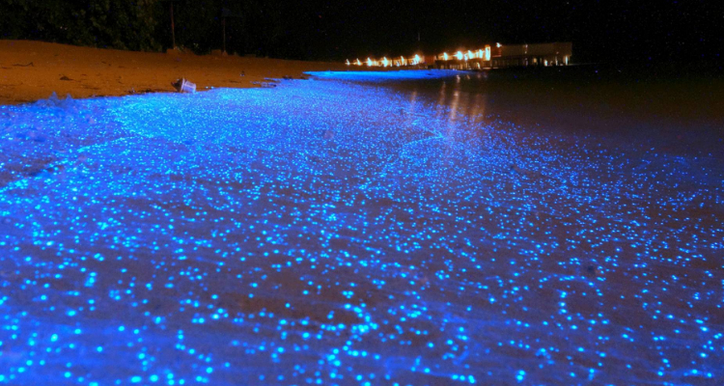 世界最神奇自然奇观 荧光海滩——马尔代夫 夜幕下,蜿蜒的海滩星海