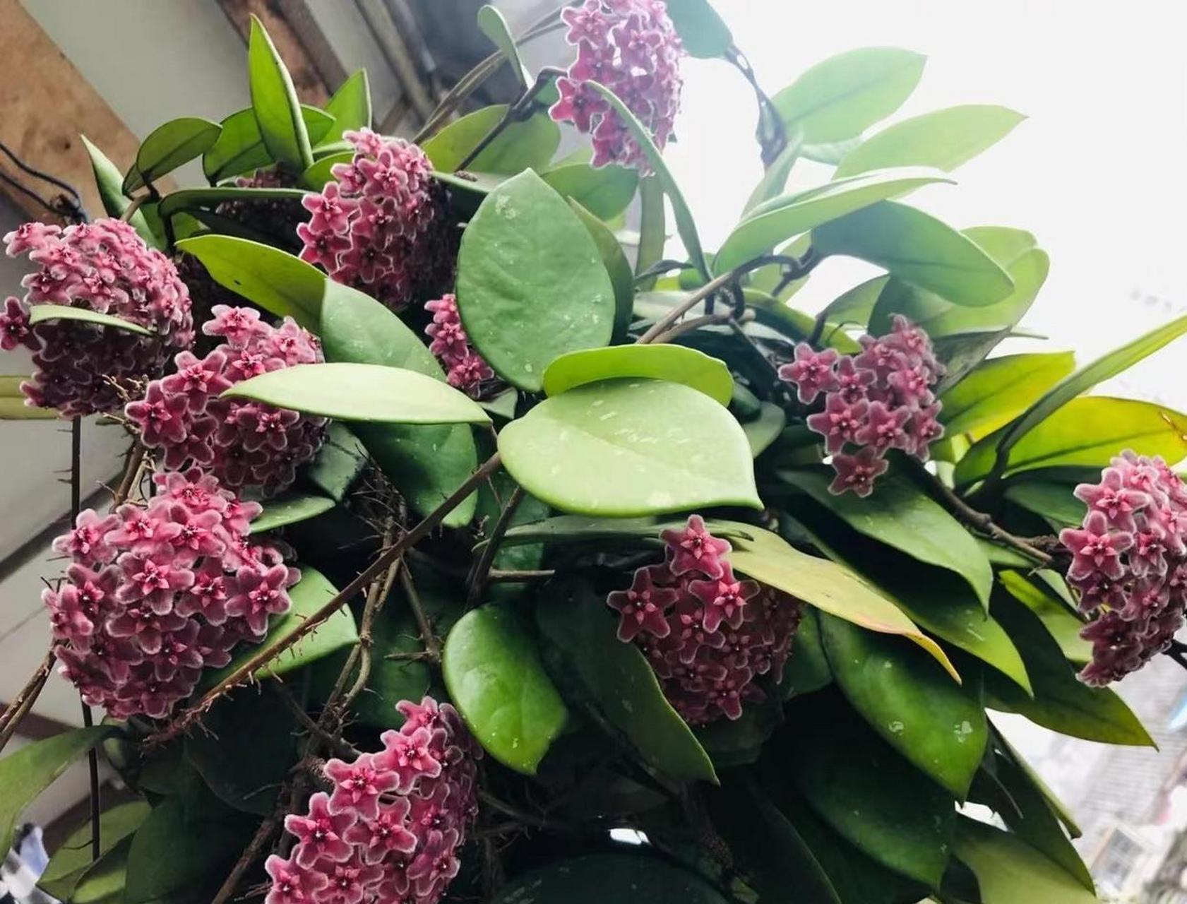 推荐一款优秀的室内盆栽绿植——"绿叶红花"球兰,耐阴性不错,在光照不