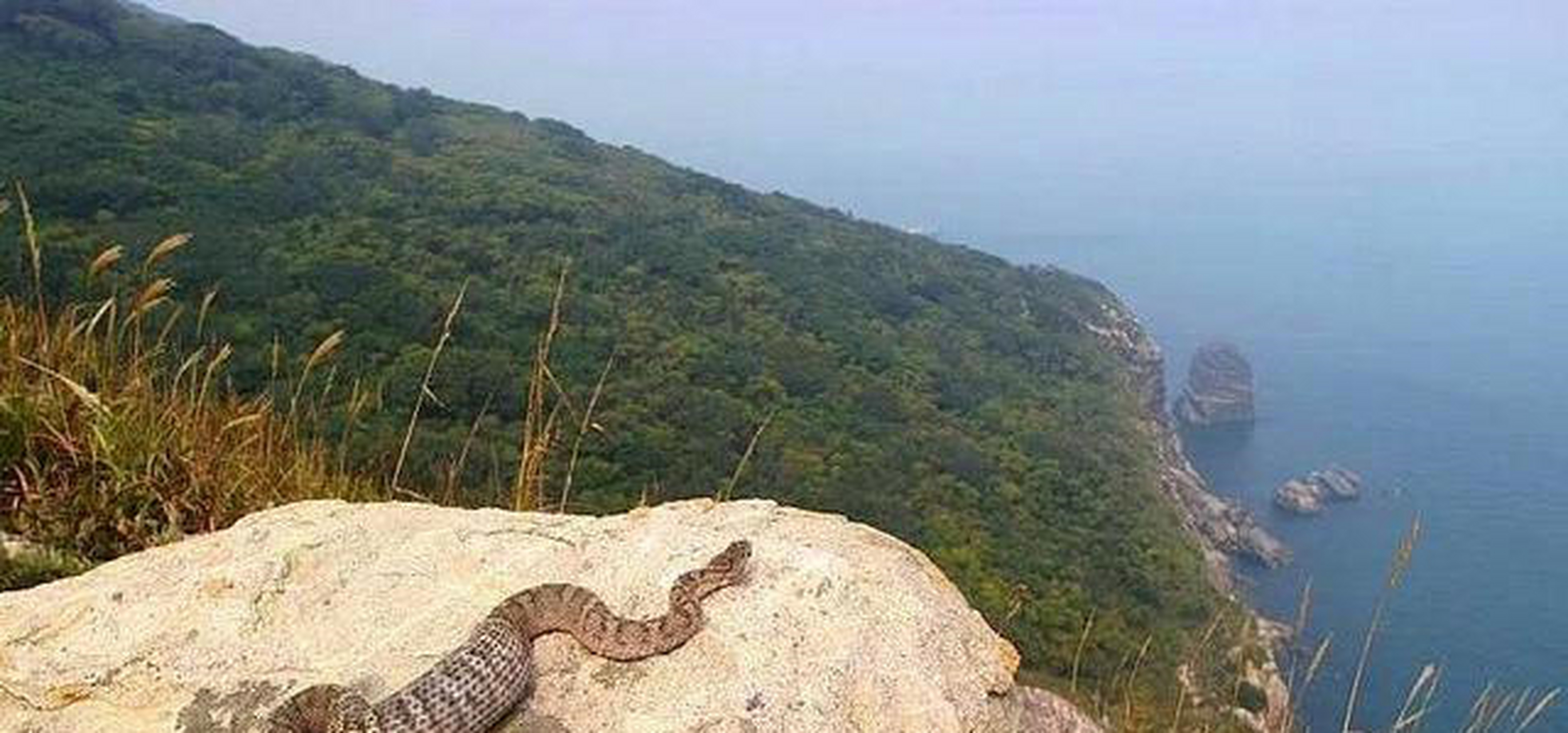 它地处于辽宁老铁山蛇岛自然保护区,地处于旅顺口区西北部,距离陆地约