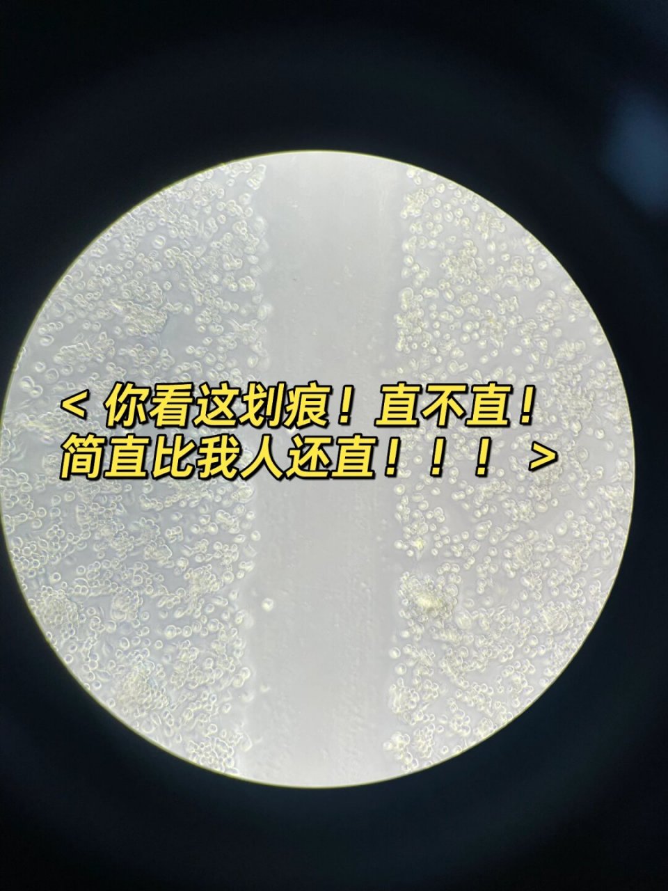 细胞划痕实验分享