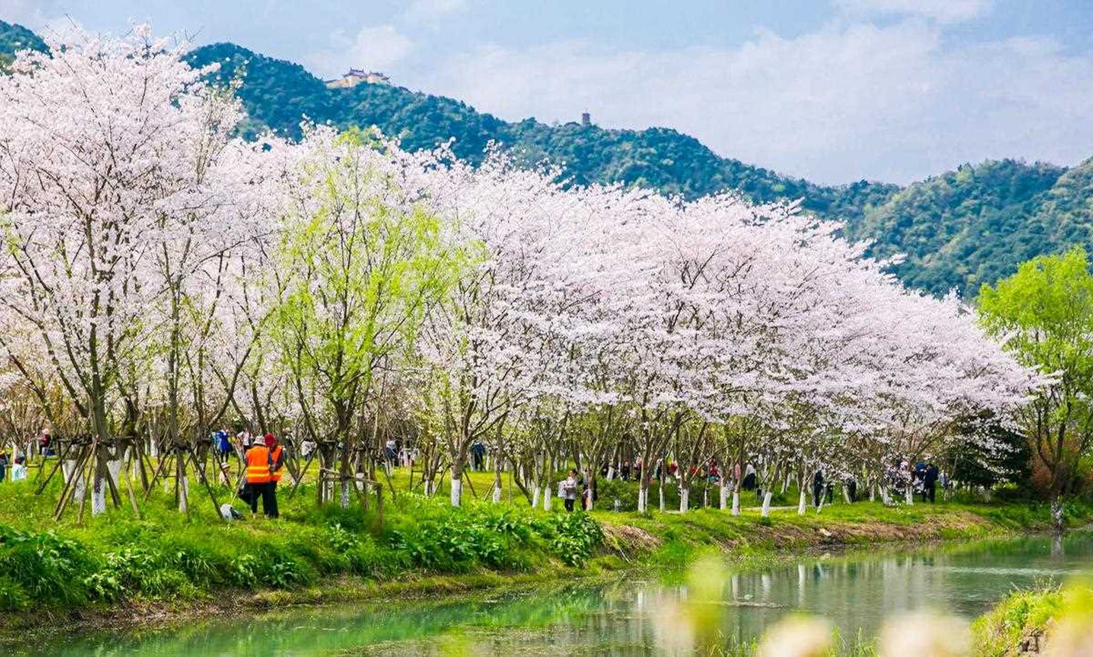 绍兴宛委山的早樱花每初开花,浪漫而略带凄美,花期只有约一星期,看