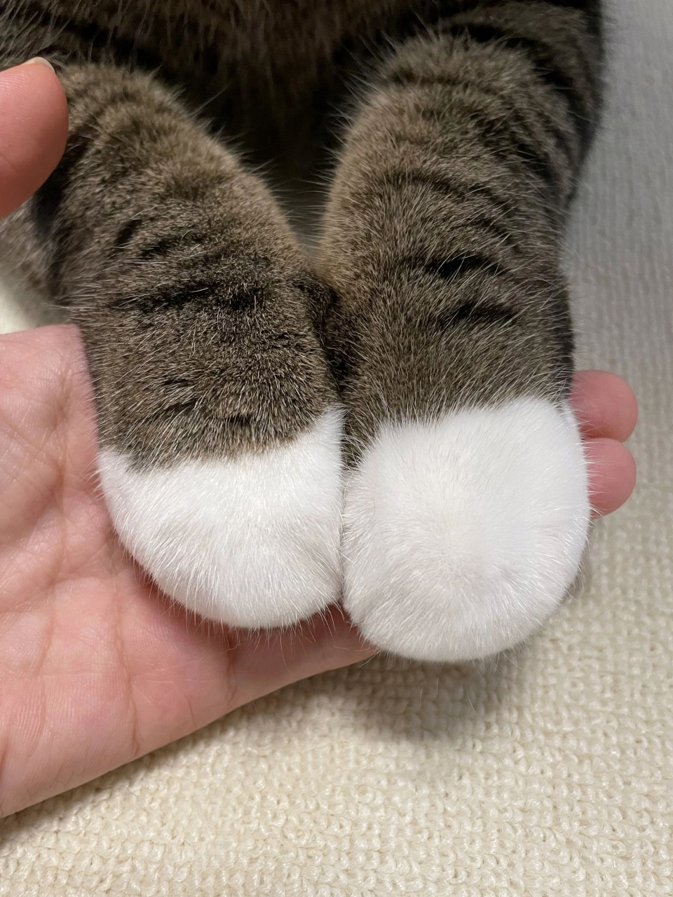 白袜子猫品种图片