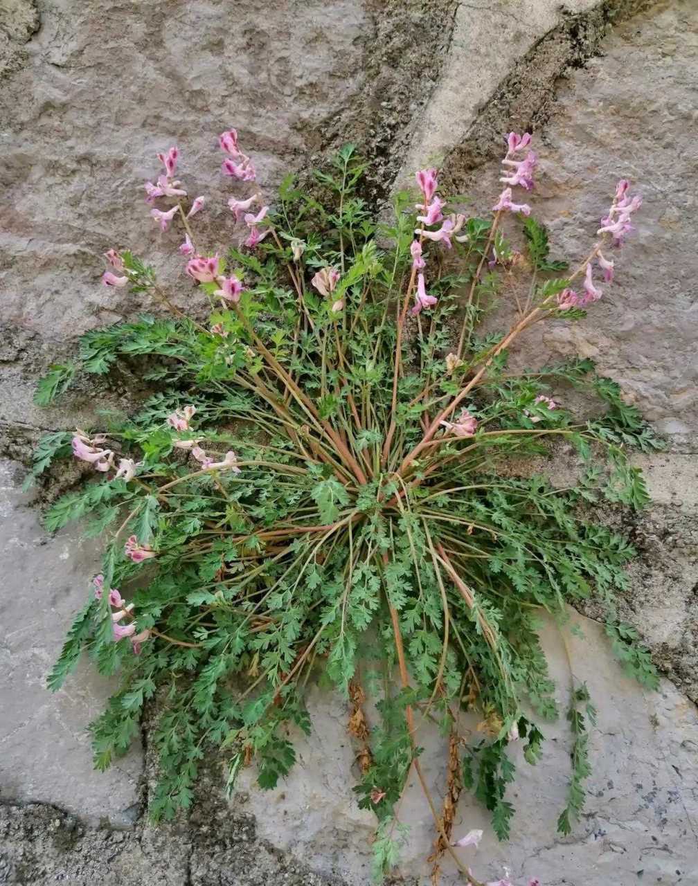 石头缝里长出来的无名花.