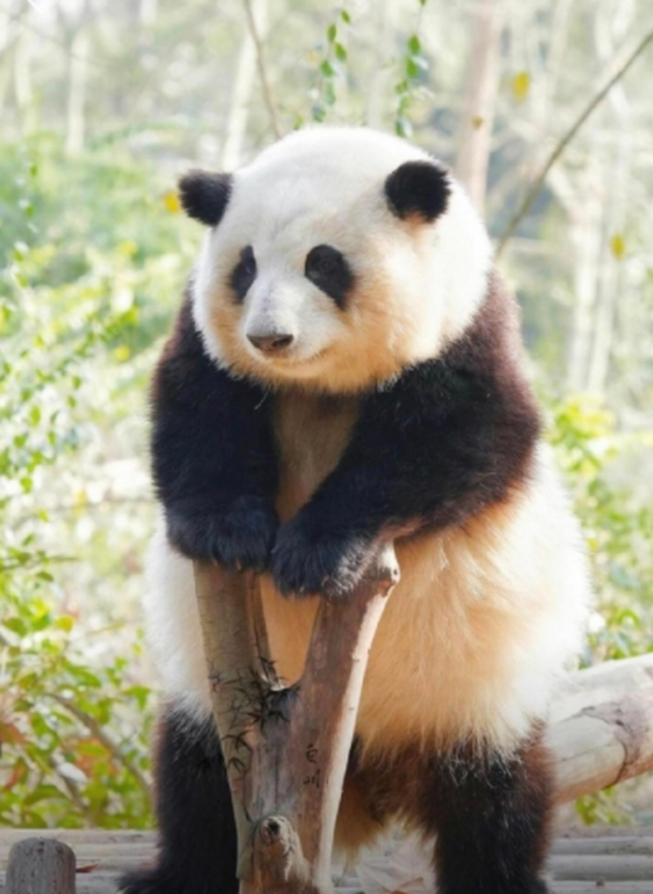 总觉得大熊猫都长得一个样子,你们都咋区别的?