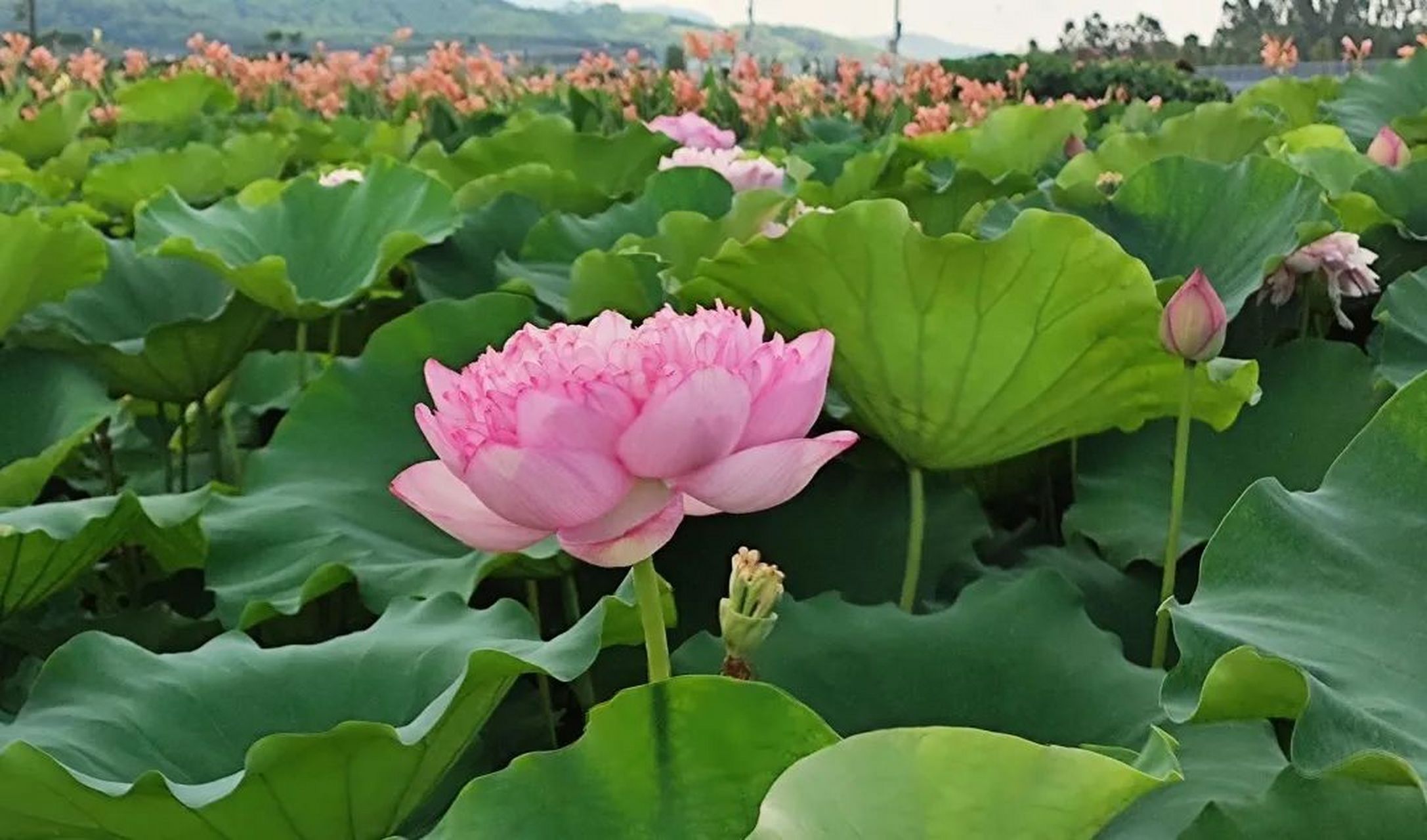 第十届贵港市覃塘区荷花文化旅游节即将拉开帷幕,欢迎您在【2023年7月