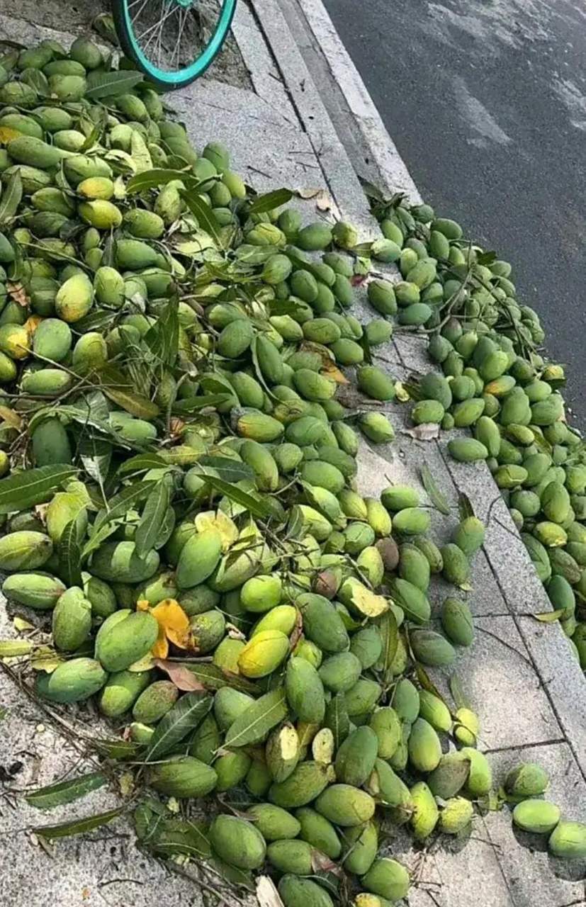 为什么绿化芒不能吃呢,有谁知道的吗?