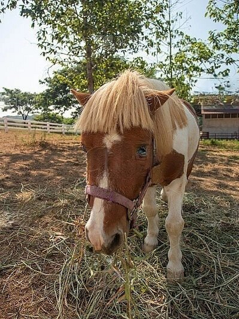 每天认识一种有趣动物|吉普赛马  「神遗忘在人间的优雅骑兽」