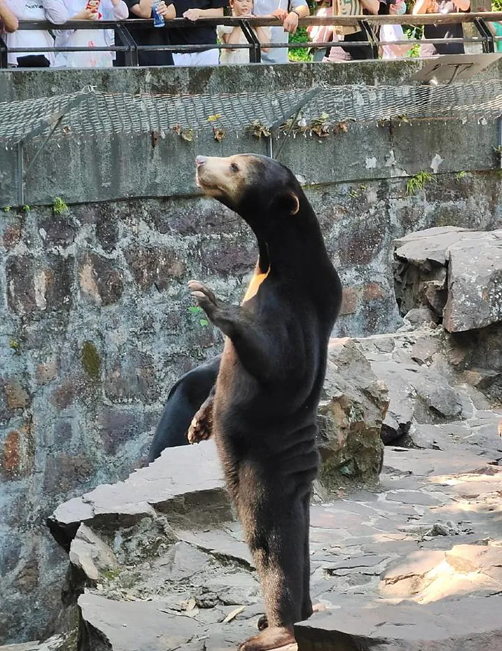 杭州动物园"人里人气"的马来熊安吉拉被外网各大媒体报道后,迅速成为