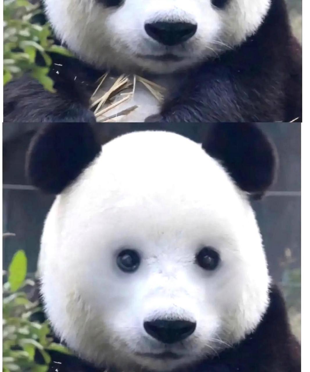 笑死了,原来熊猫去掉黑眼圈的样子这么难看!