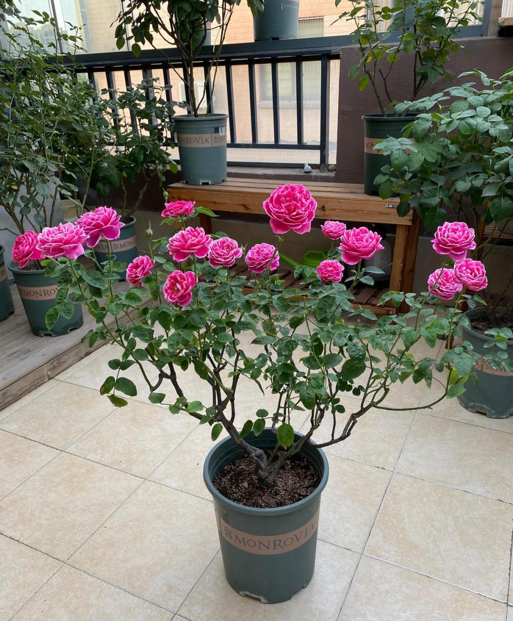 玛丽玫瑰——月季花界的""妖花",以花色妖艳而闻名,花型圆润饱满,厚实
