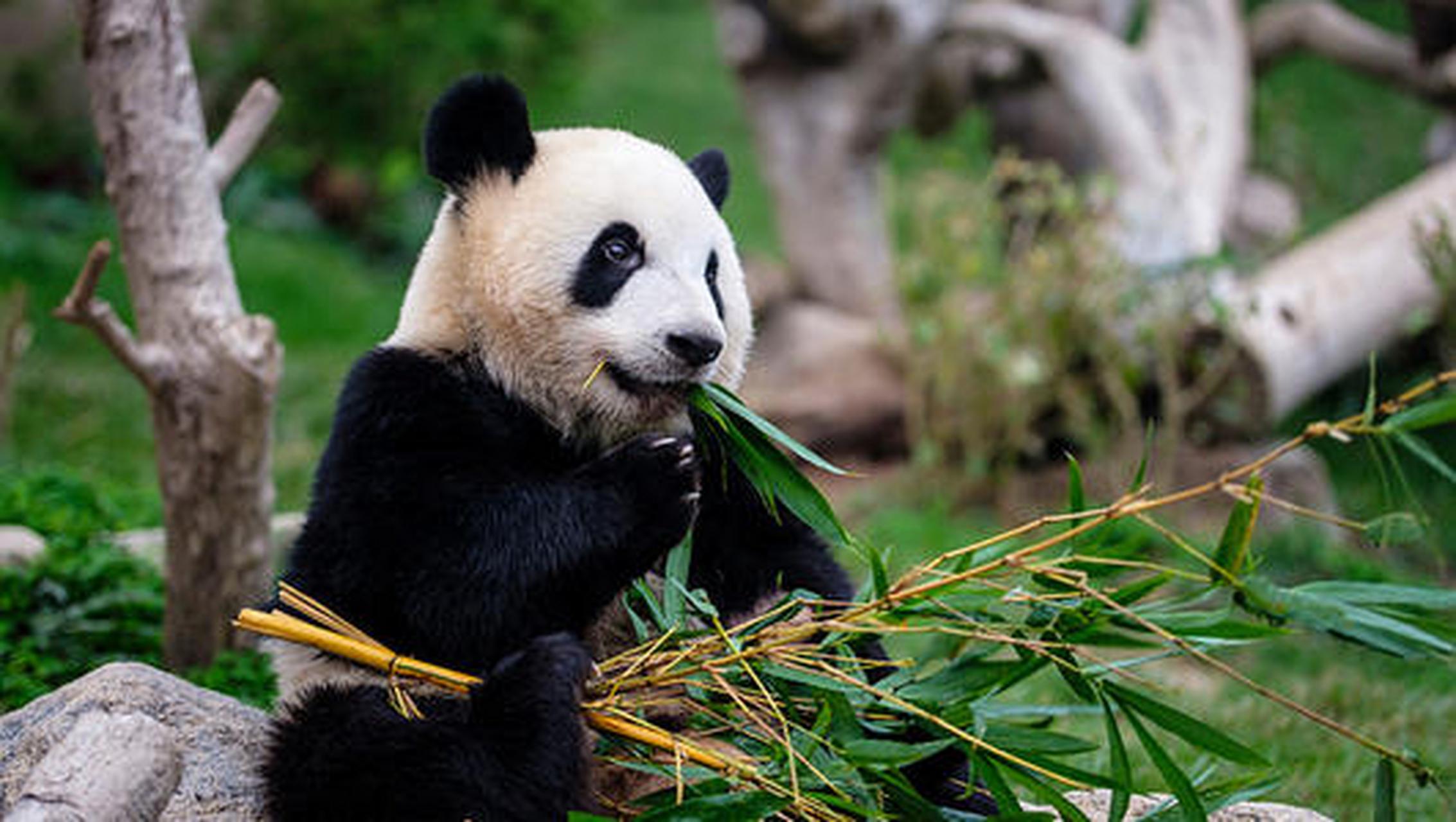 在中国四川雅安宝兴县发现了第一只大熊猫,被命名"猫熊"