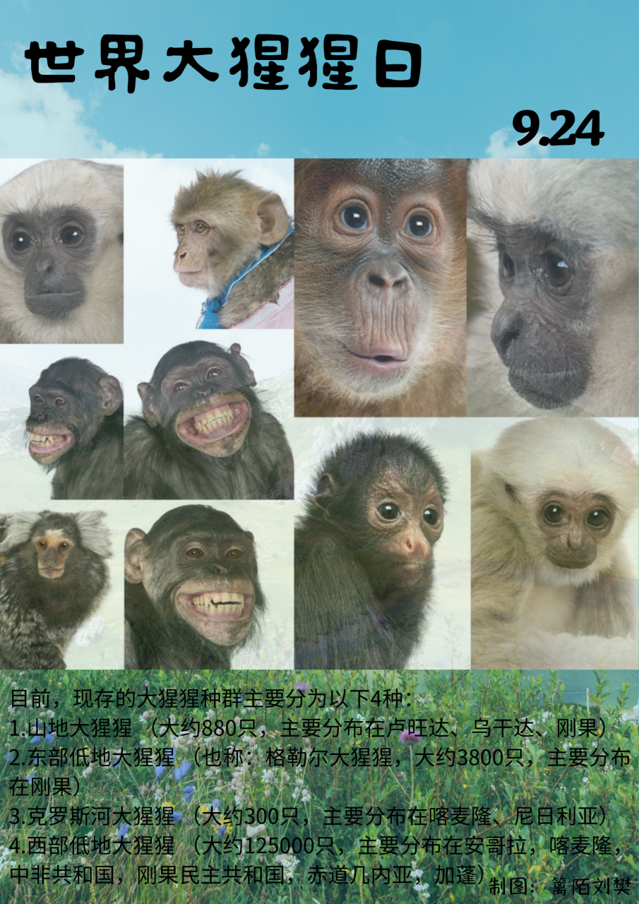 大猩猩是一种非常智慧和强壮的动物,它们不仅是地球上最接近人类的灵