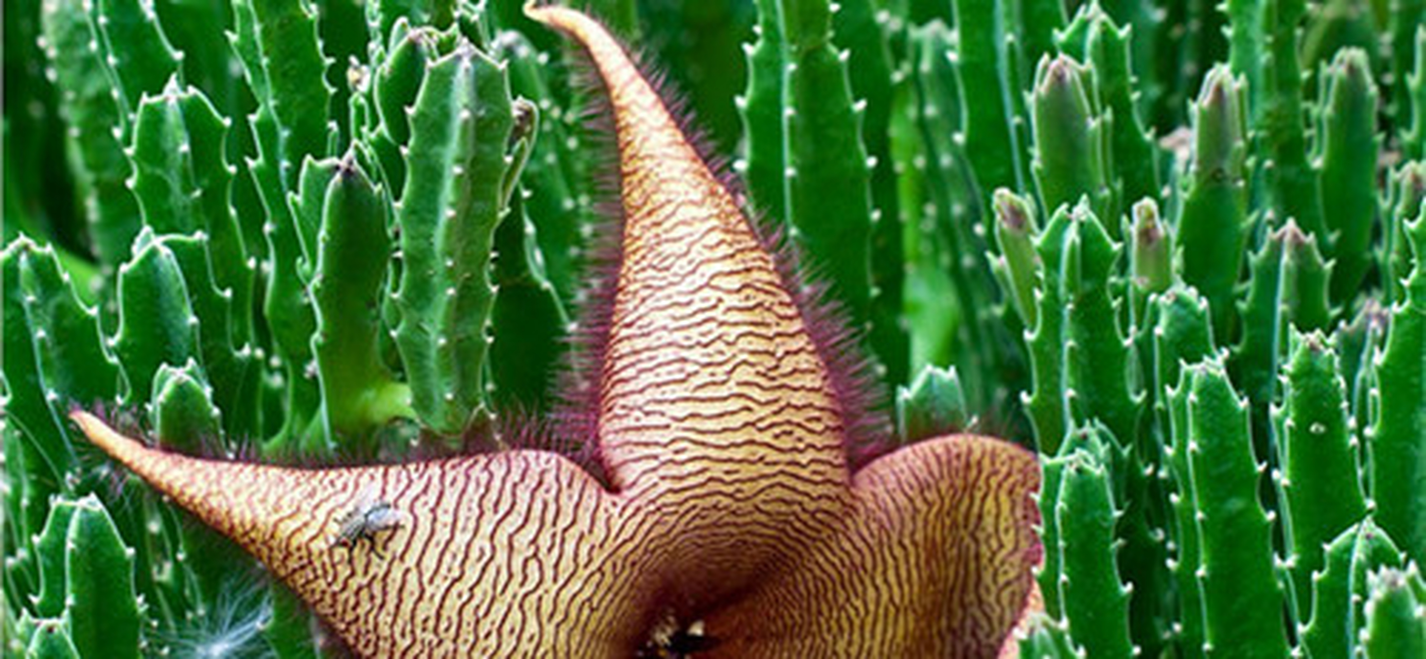 大花犀角,别名海星花,臭肉花,大花魔星花等,是萝藦科豹皮花属多年生