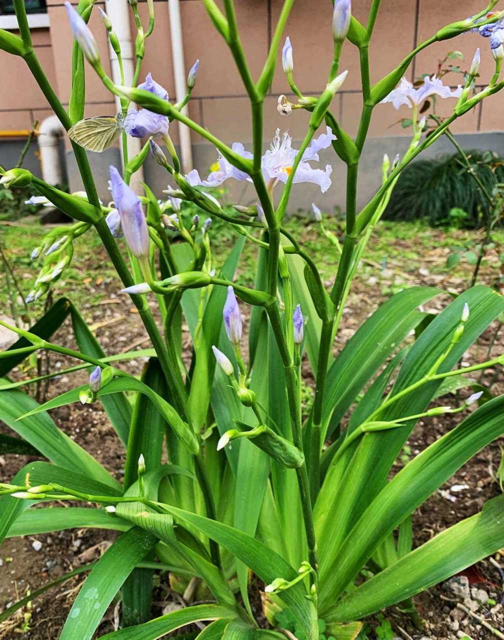扁竹兰为鸢尾科鸢尾属植物,采用分株繁殖,通常在春秋种植,3,4月开花.