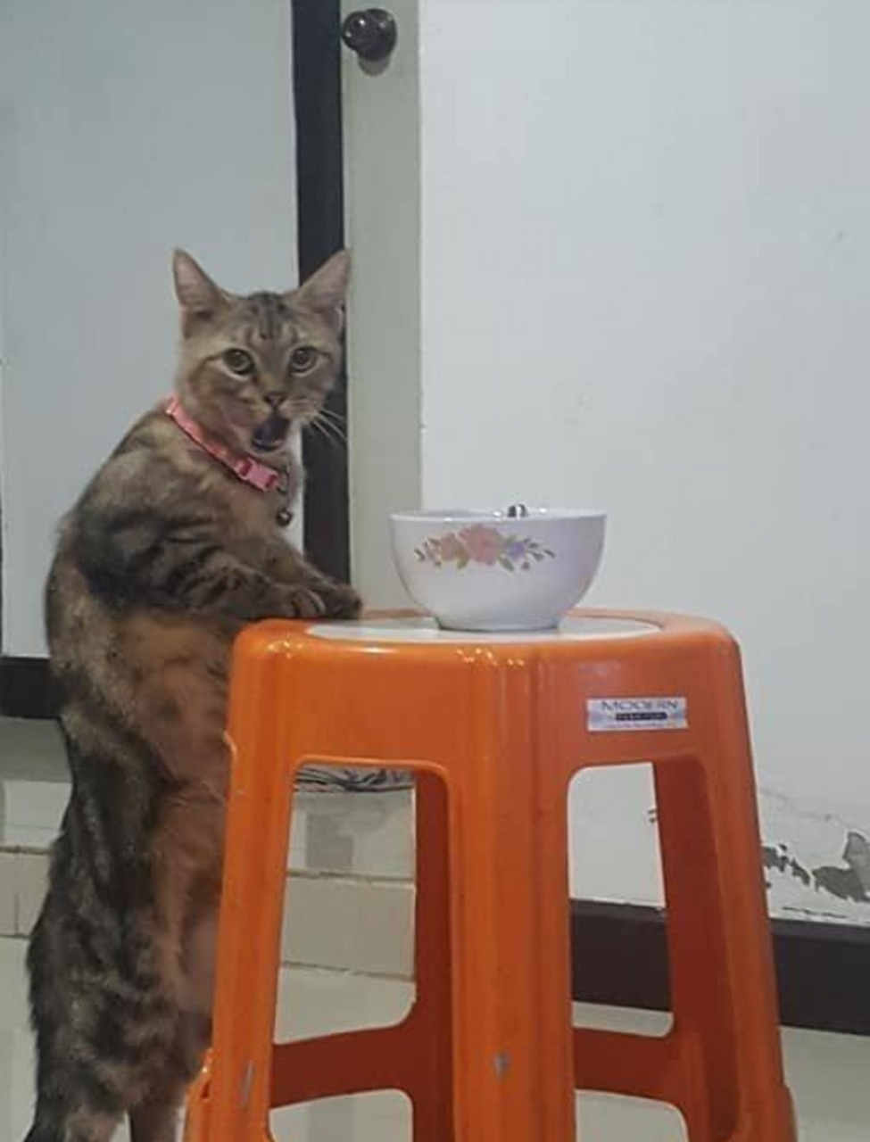 猫偷吃被发现后的表情.