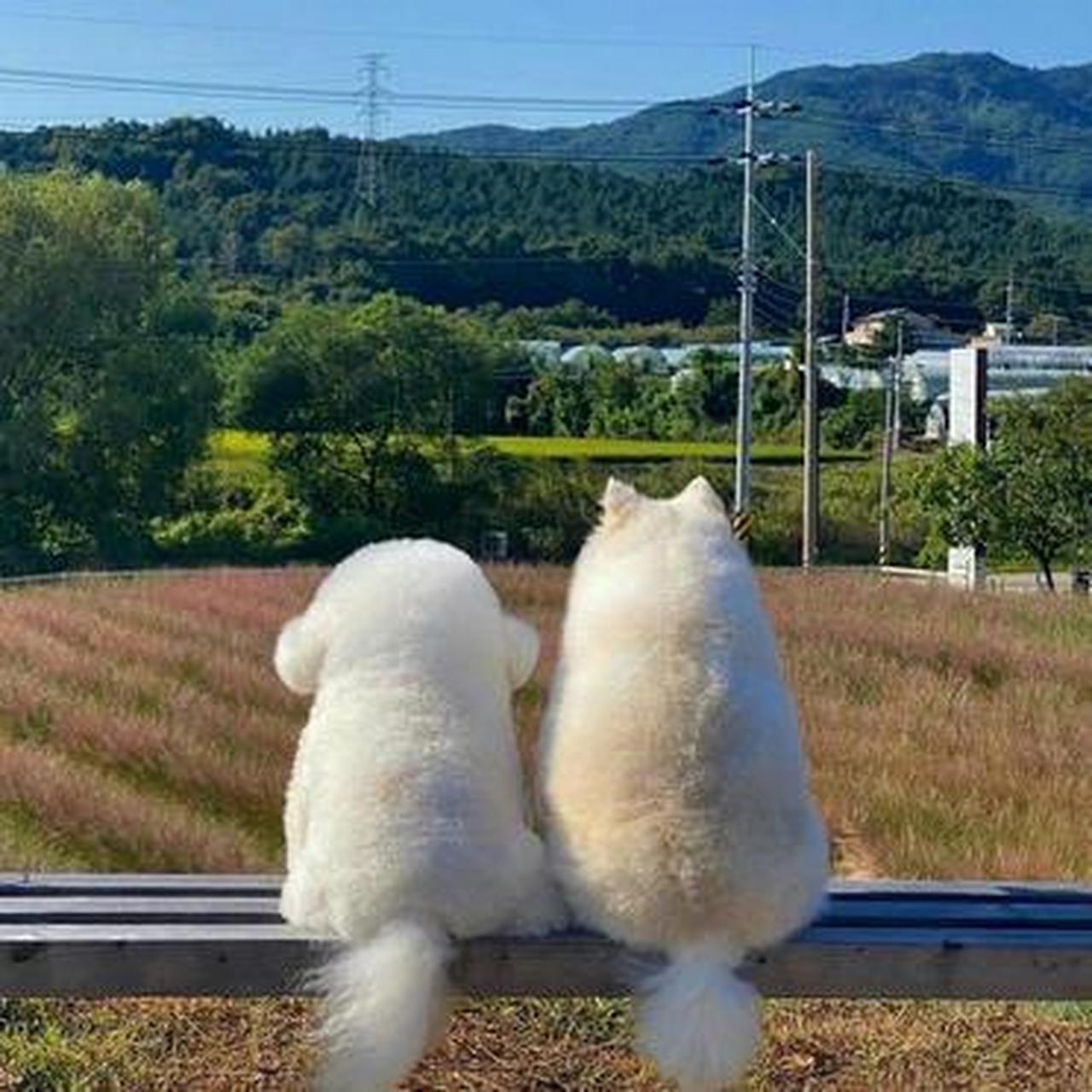 两个可爱狗狗一起看风景,俏可爱的