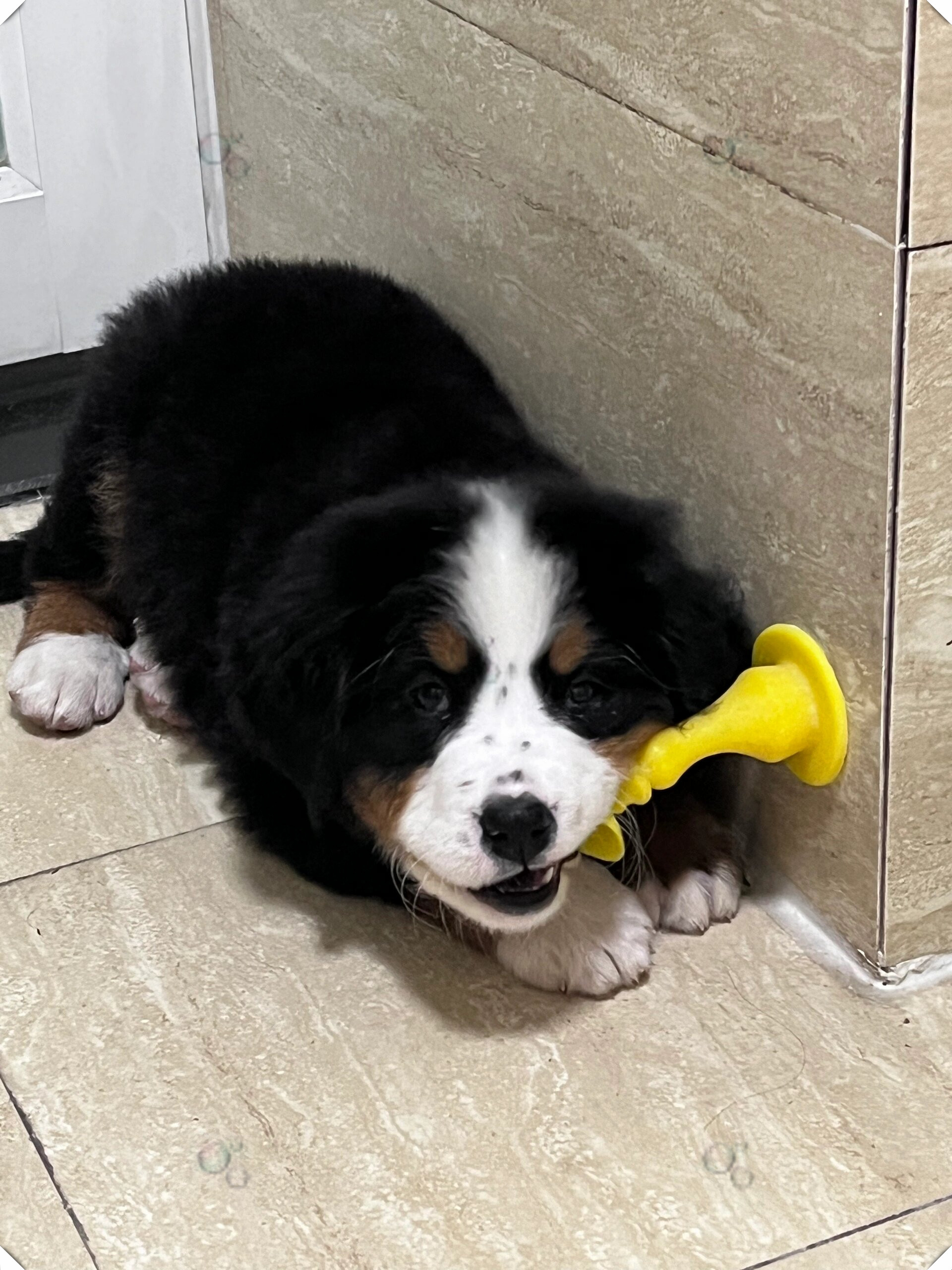小狗崽伯恩山犬萌翻你的心