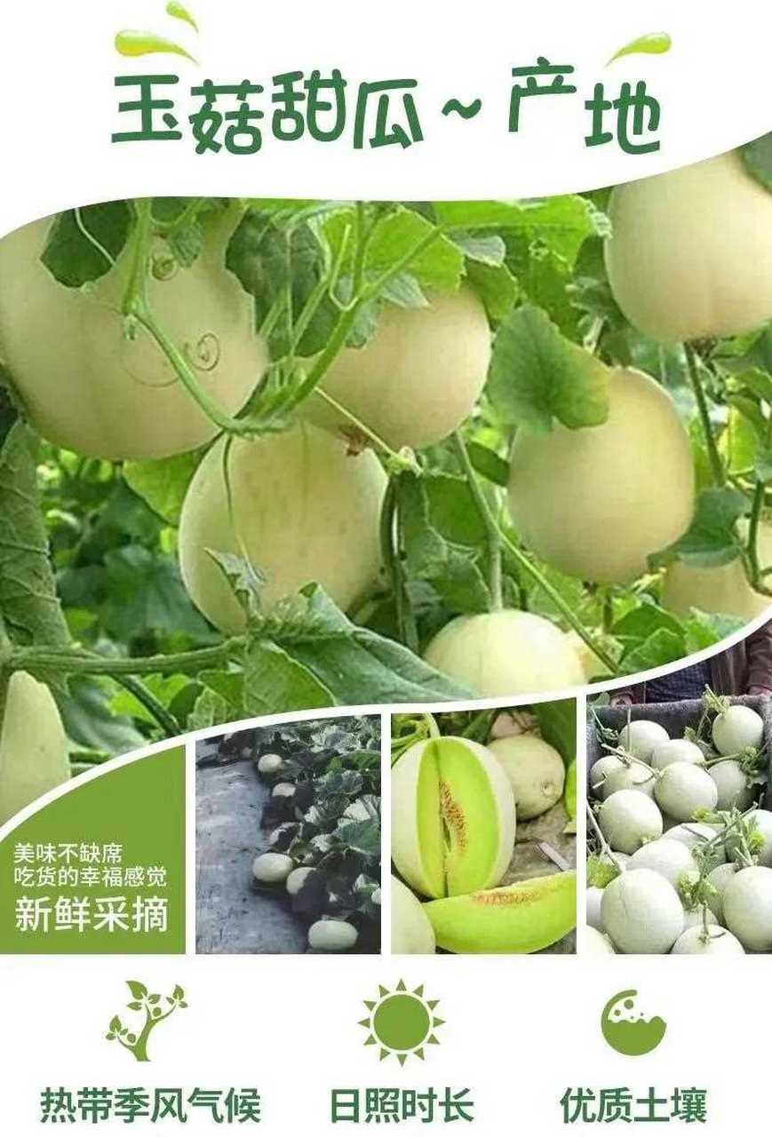 玉菇甜瓜,瓜肉翠绿,瓤厚汁丰,软糯香甜,冷藏后犹如冰淇淋的口感.