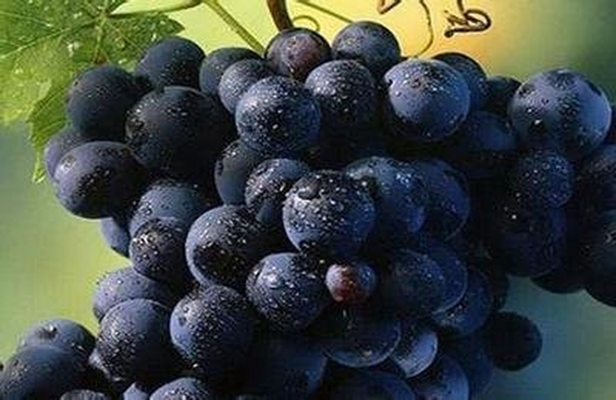 长黑色素的水果# 黑色素在某些蔬菜,水果中含量相对比较高,就水果