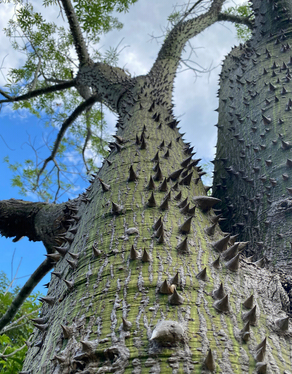 怎么整个树上都长满了刺?