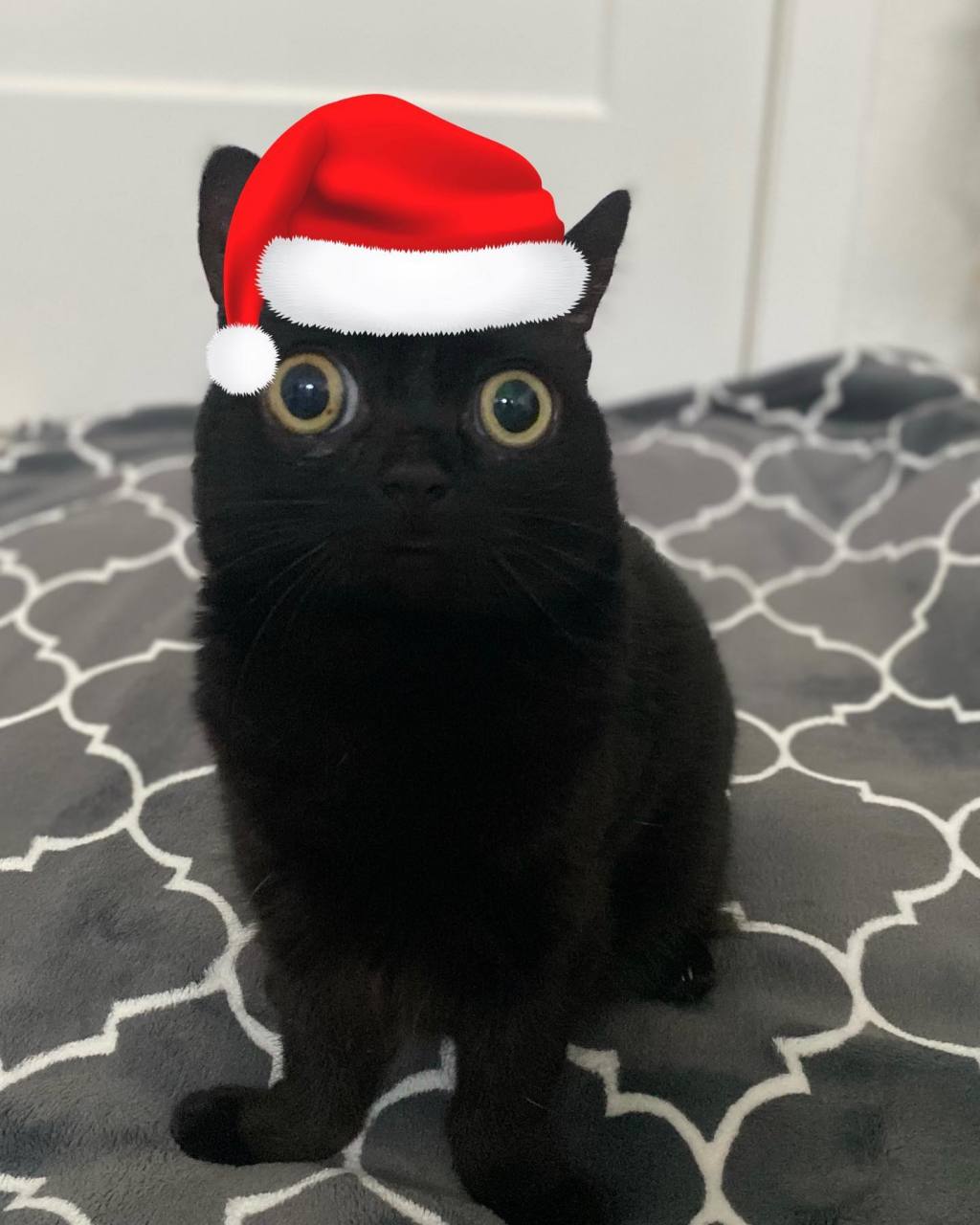 照理来说市长,镇长都是人类当选,但美国有一只小黑猫居然成功当上地狱