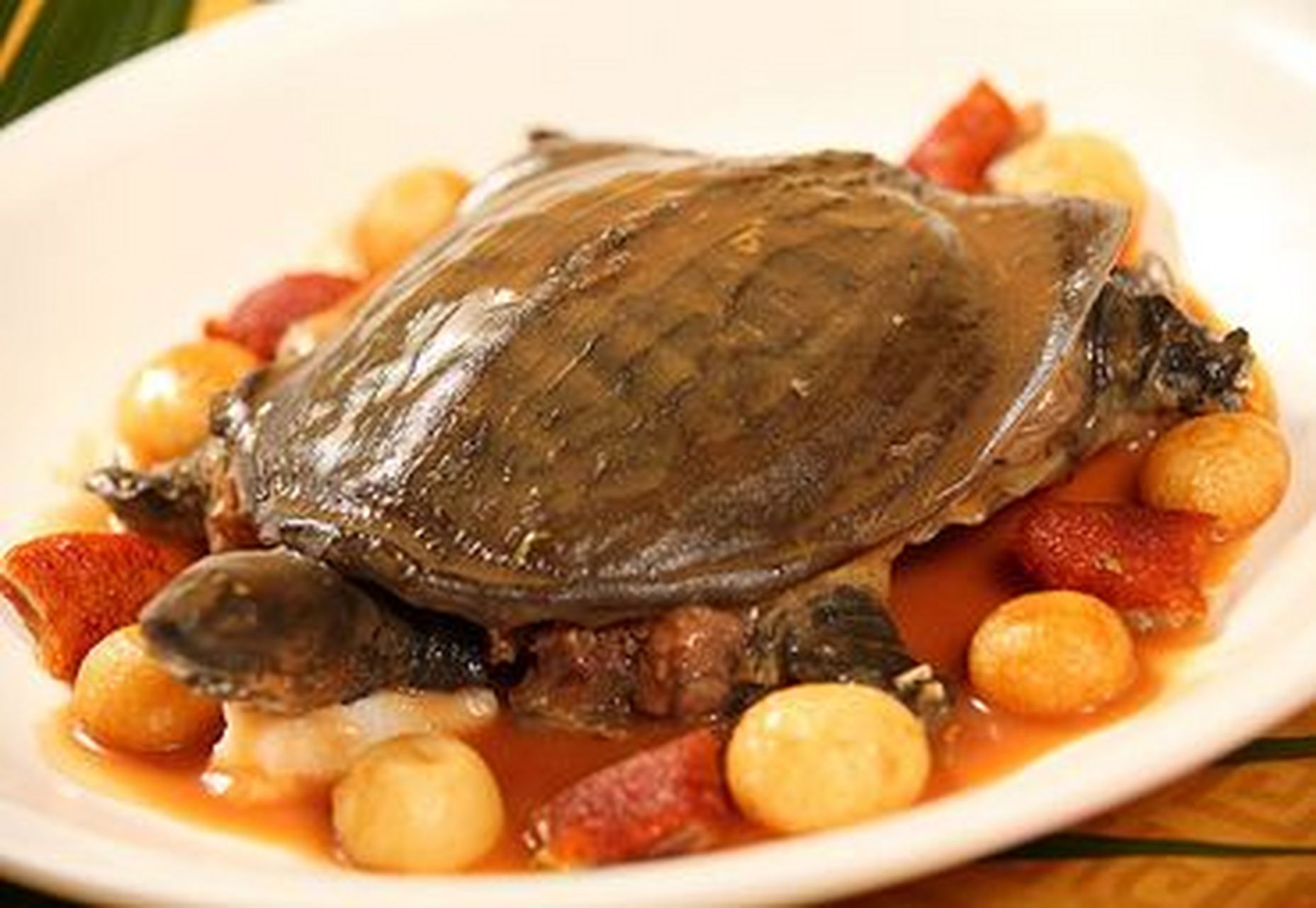 超能厨房无限料理# #探店打卡# 冰糖甲鱼:冰糖甲鱼,别称"独占鳌头"