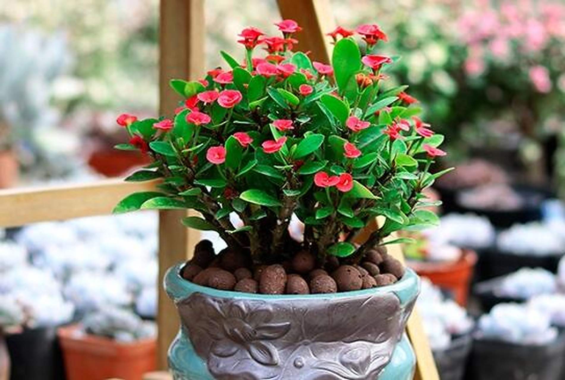 虎刺梅也叫做铁海棠,麒麟花,虎刺梅虽然散发的气味是无毒的,但它的