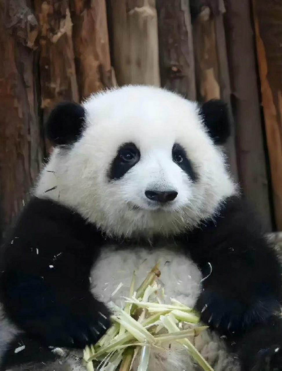 花花是最好认的熊猫了,特点明显,等比长大,一萌无穷.