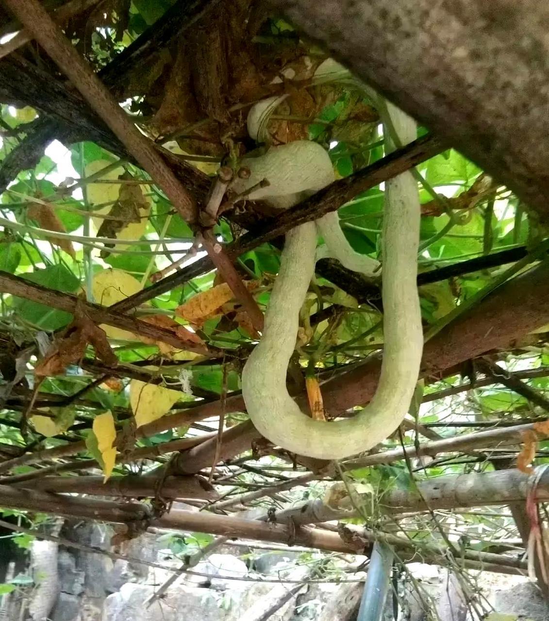 这条蛇看起来有点圆滚滚的.