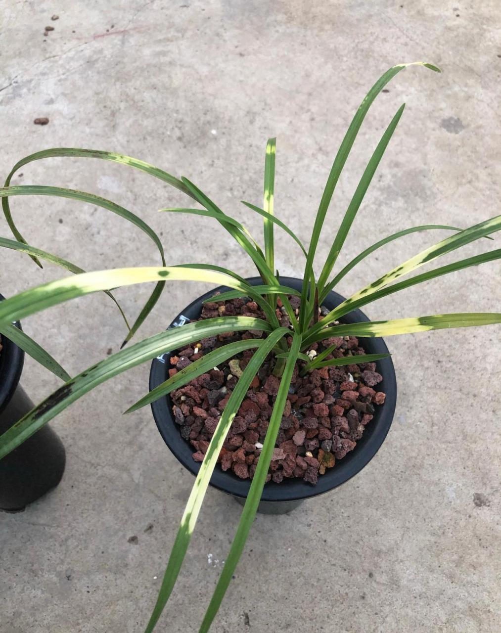 蕙兰虎斑黄龙云海今年发了很多苗,开心!