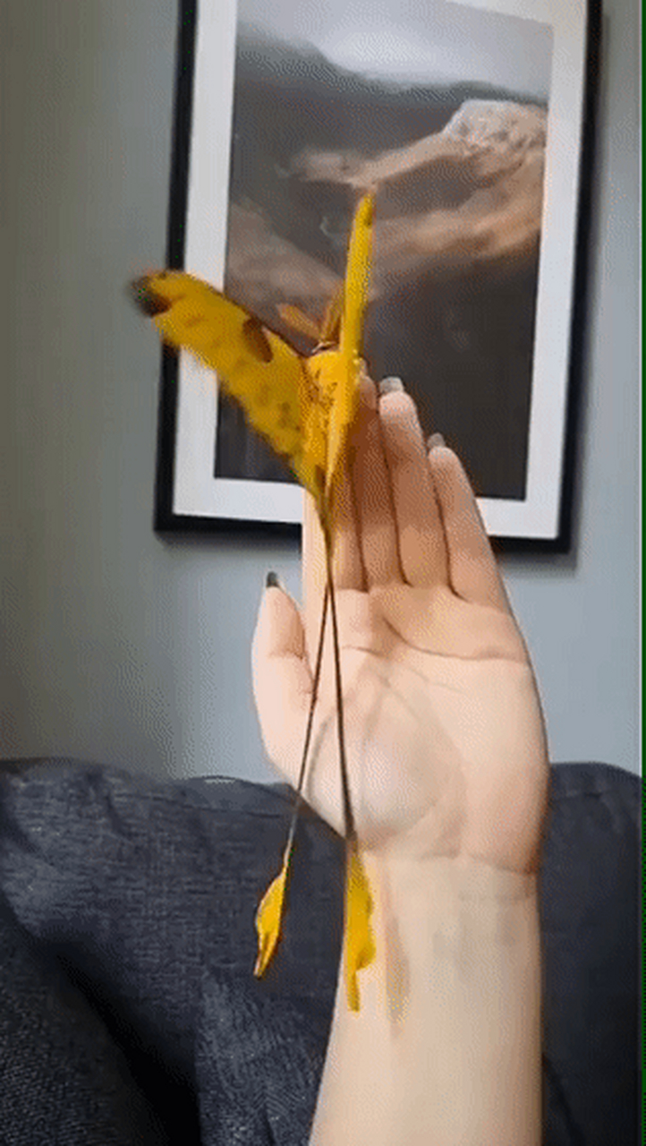 这不是蝴蝶,而是一种蛾子,名叫彗尾蛾,生活在非洲马达加斯加岛.