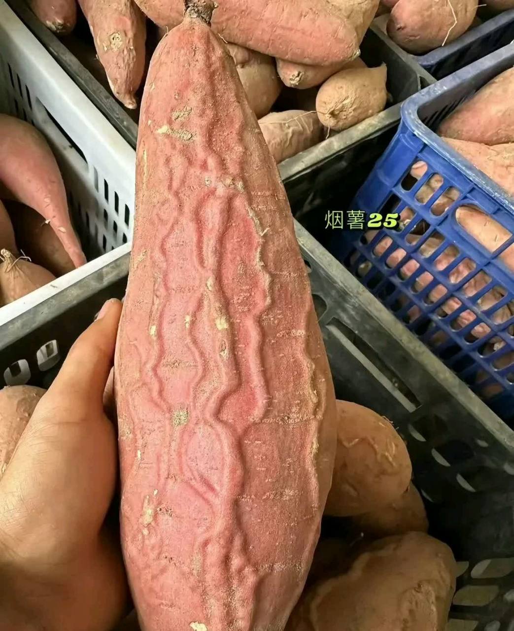 这一定是雄性红薯[大笑][大笑]#搞笑