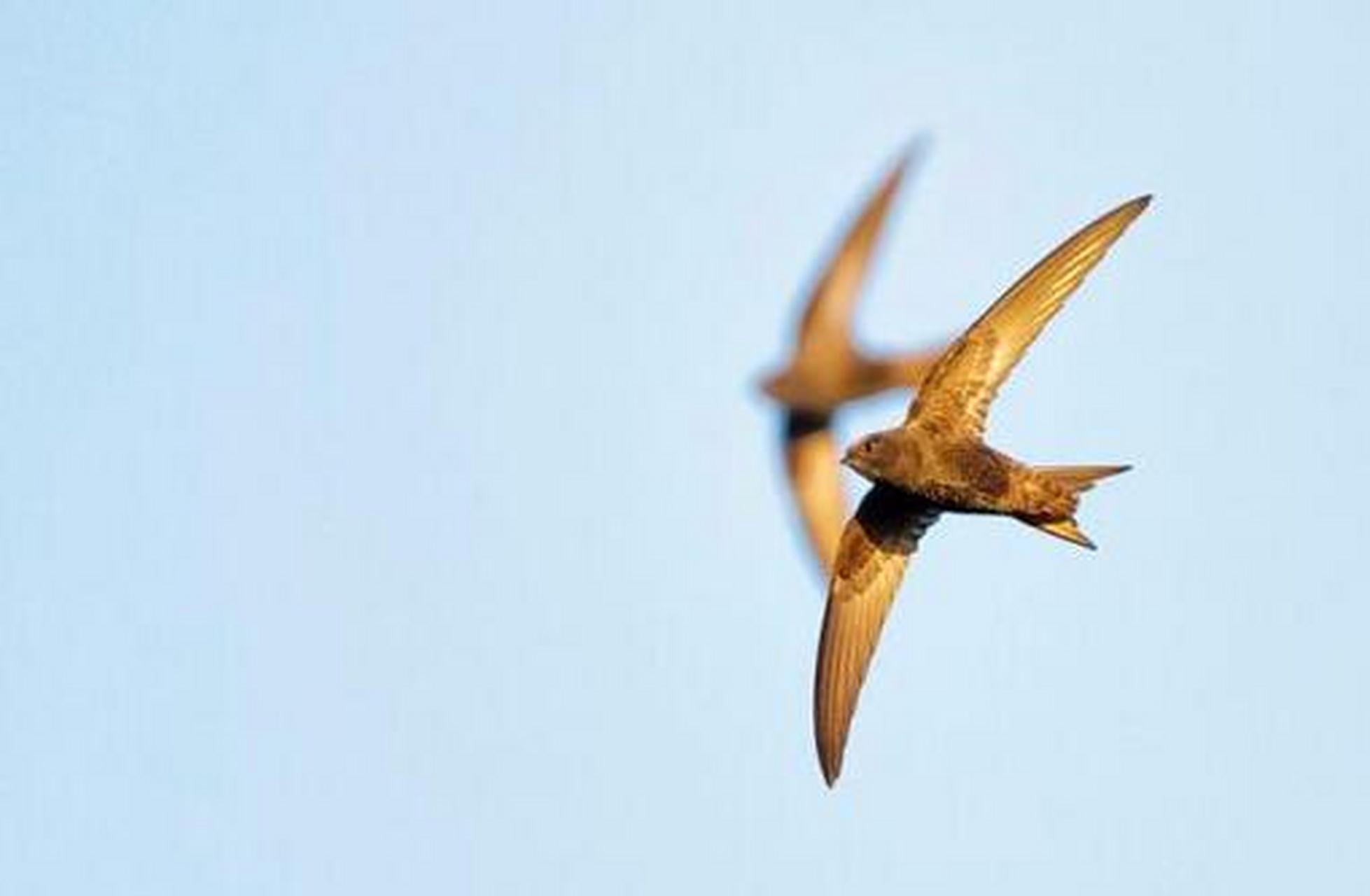 褐雨燕.尾部有脊骨的褐雨燕 ,它的时速高达170.98公里,最快352.5公里.