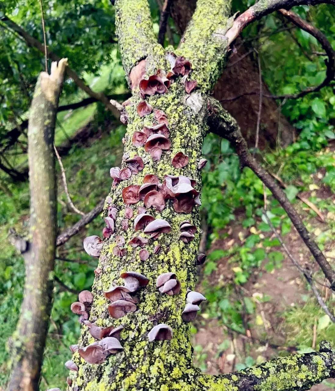 雨后散步,我发现树上长满了菌类. 这样的木耳能吃吗?[汗]