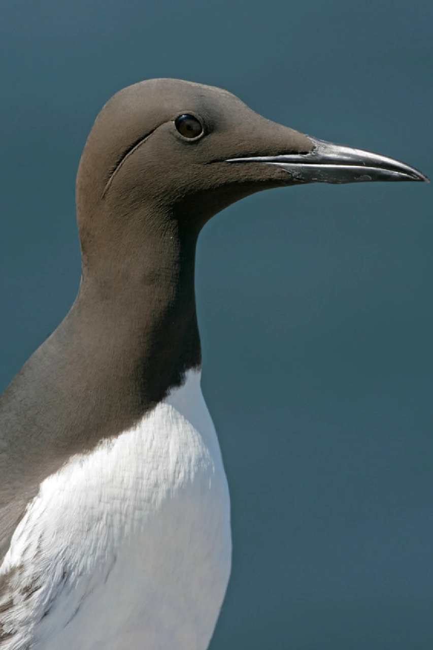 每天了解一种神奇的动物|海鸠  91中文名称:海鸠 91英文名